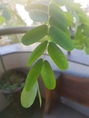 Fabaceae