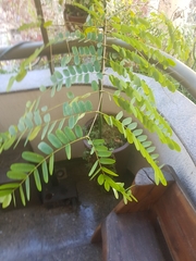 Fabaceae