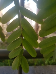 Fabaceae