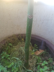 Fabaceae
