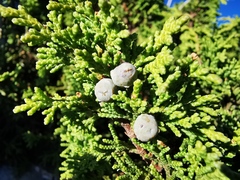 Juniperus zanonii
