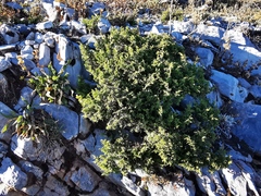 Juniperus zanonii