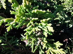 Juniperus zanonii