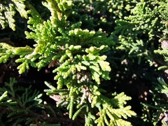 Juniperus zanonii