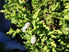 Juniperus zanonii