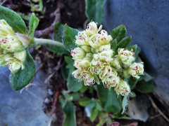 Eriogonum jamesii