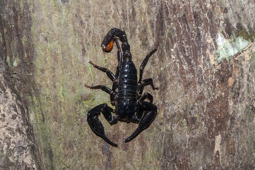 Asian Forest Scorpion photo 3