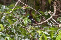 Cymbirhynchus macrorhynchos