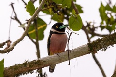 Eurylaimus ochromalus