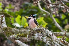 Eurylaimus ochromalus