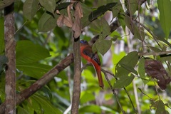 Harpactes duvaucelii