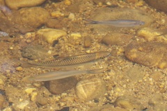 Crossocheilus oblongus
