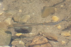Crossocheilus oblongus