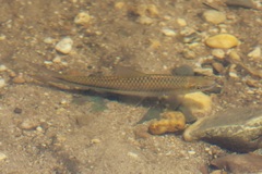 Crossocheilus oblongus
