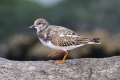 Ruddy Turnstone photo 5