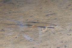 Barbichthys laevis