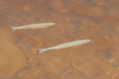 Rasbora