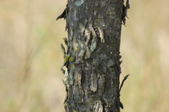 Parapiptadenia rigida