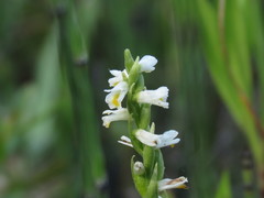 Spiranthes lucida