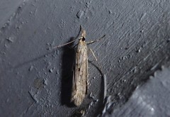 Eudonia leptalaea