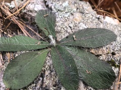 Hieracium longipilum
