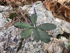Hieracium longipilum