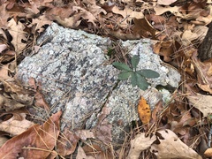 Hieracium longipilum