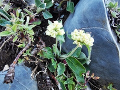 Eriogonum jamesii
