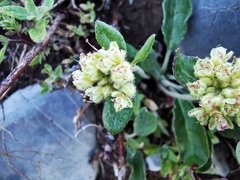 Eriogonum jamesii