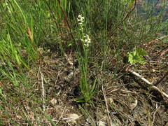 Spiranthes lucida
