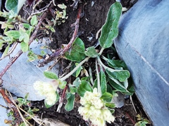 Eriogonum jamesii
