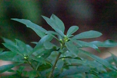 Daphne mezereum