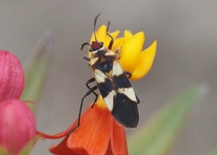 Oncopeltus cingulifer