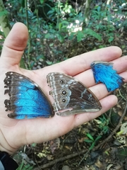 Morpho helenor peleides