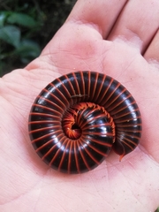 Rhinocricidae