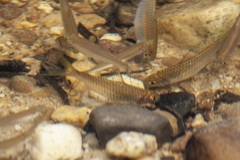 Rasbora