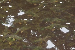Hypsibarbus wetmorei