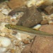 Common Rasbora - Photo (c) dhfischer, some rights reserved (CC BY-NC), uploaded by dhfischer
