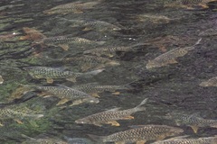 Hypsibarbus wetmorei