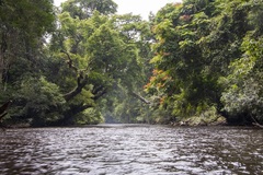 Dipterocarpus oblongifolius