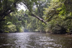 Dipterocarpus oblongifolius