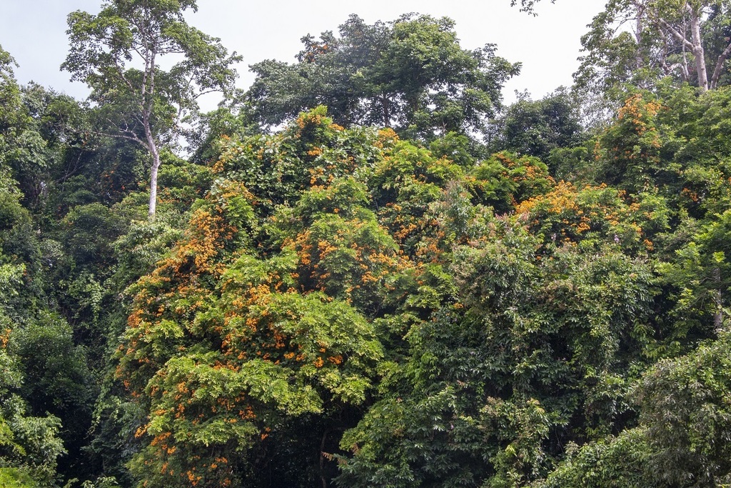 Phanera kockiana, Kuala Tahan, Taman Negara