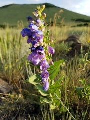 Penstemon glaber brandegeei