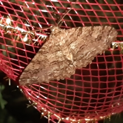 Melanolophiini