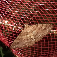 Melanolophiini