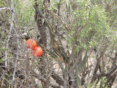 Peniocereus greggii greggii