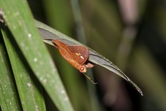 Capila phanaeus