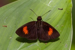 Ancistroides armatus