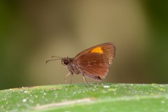 Ancistroides armatus