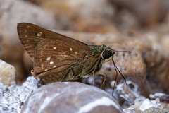 Pithauria marsena